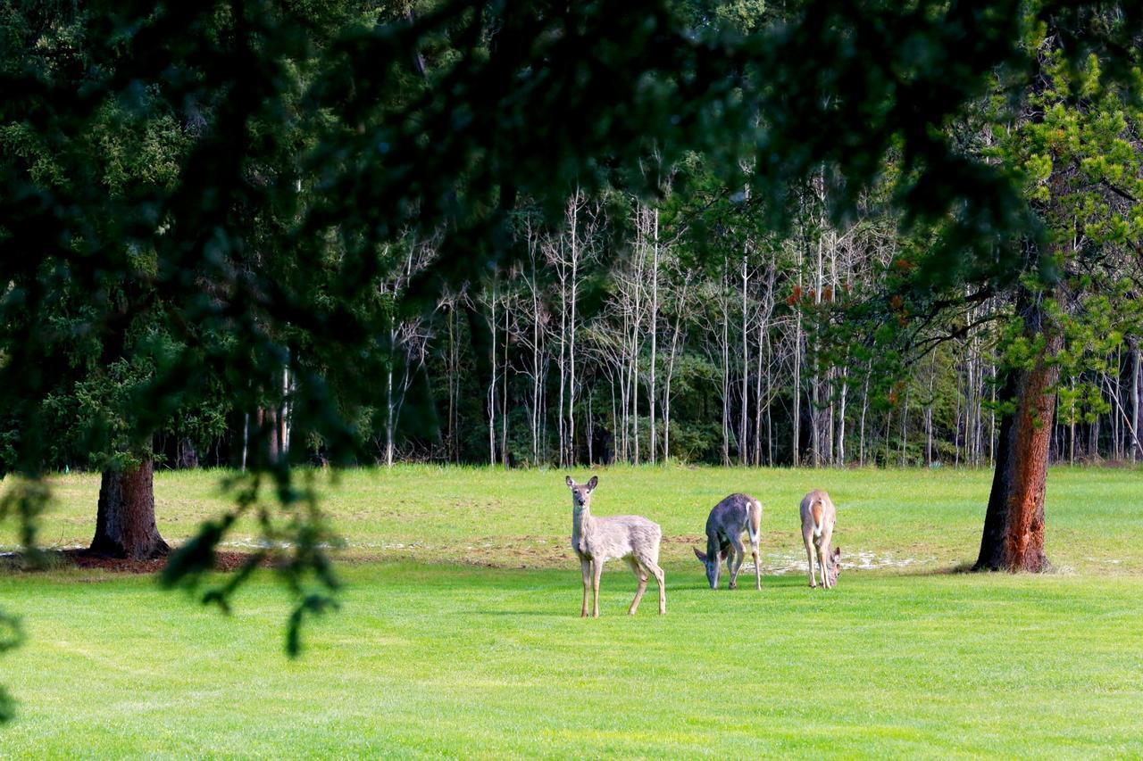 Sleepy Creek Country Manor Bed and Breakfast Bragg Creek Eksteriør billede
